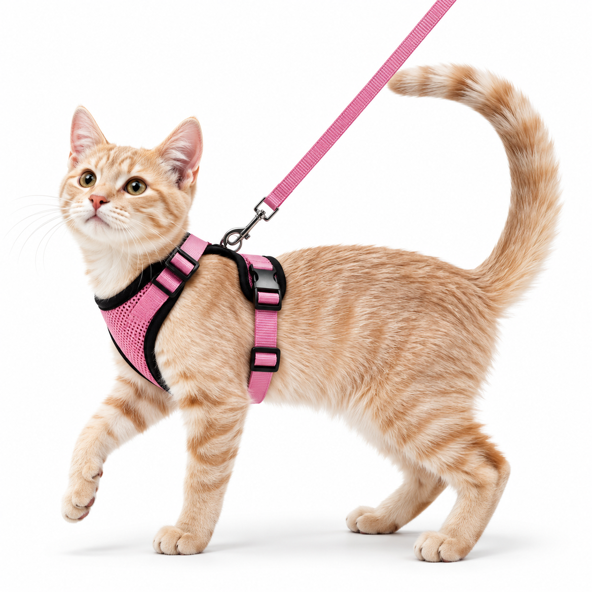 Miaou’Balade – Harnais confort pour chat avec laisse
