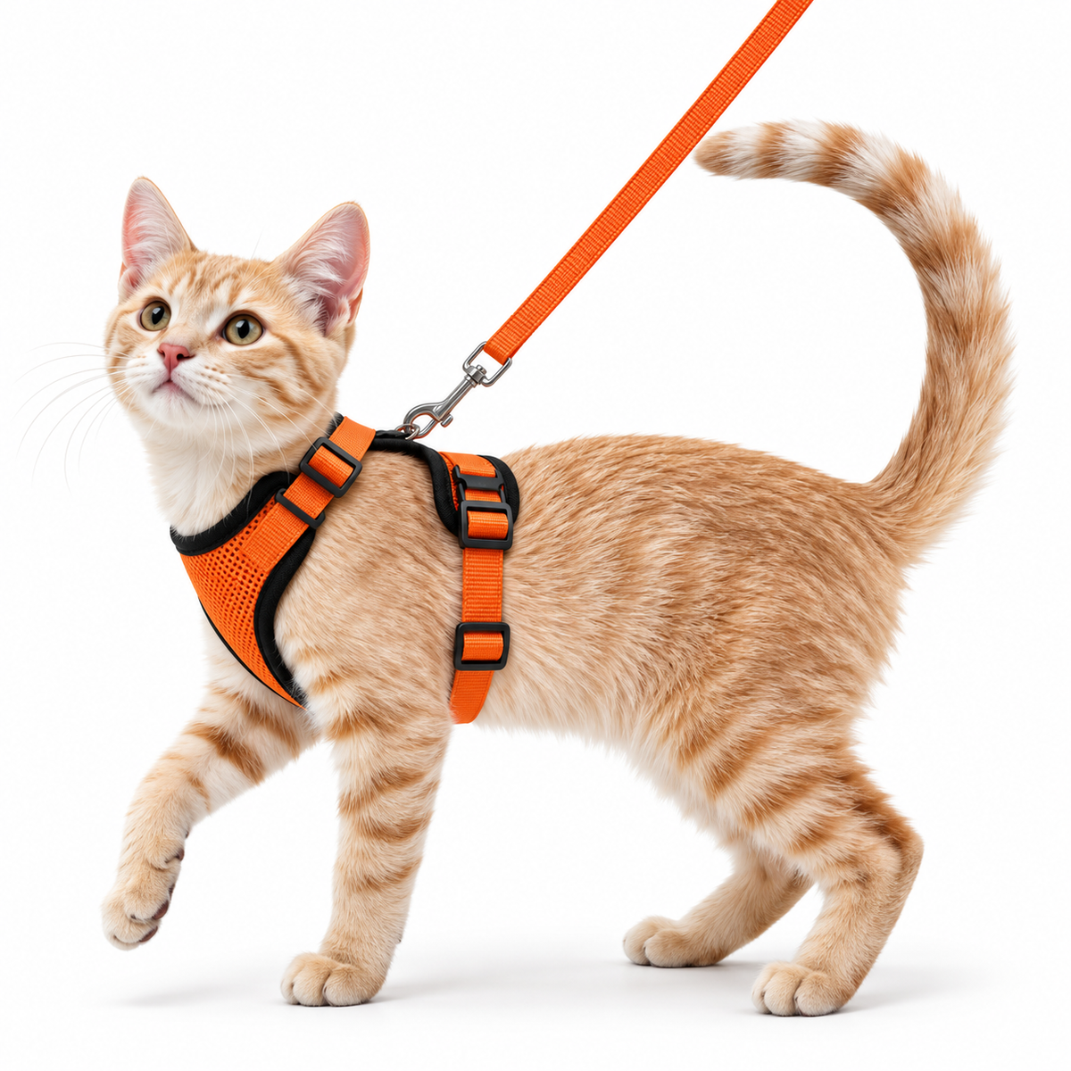 Miaou’Balade – Harnais confort pour chat avec laisse