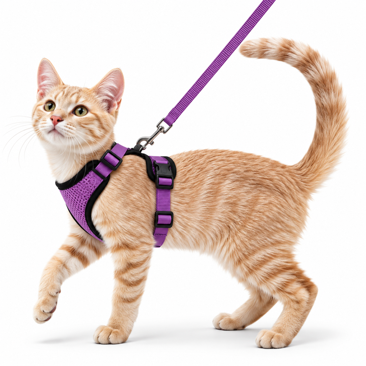 Miaou’Balade – Harnais confort pour chat avec laisse