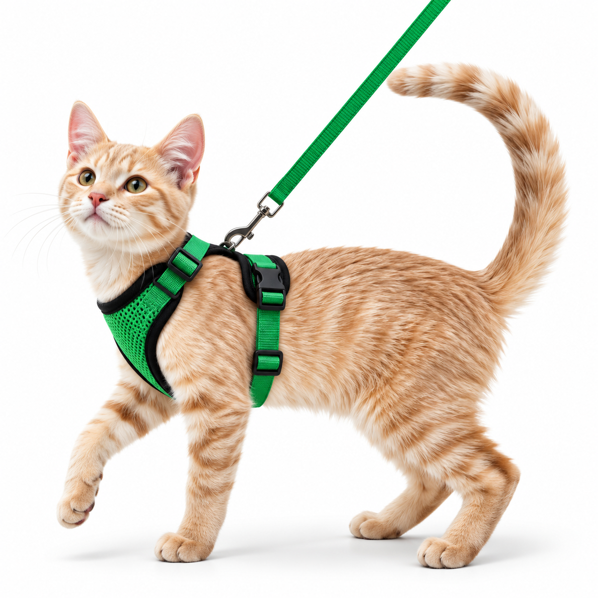 Miaou’Balade – Harnais confort pour chat avec laisse