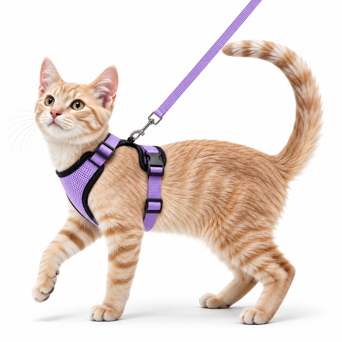Miaou’Balade – Harnais confort pour chat avec laisse
