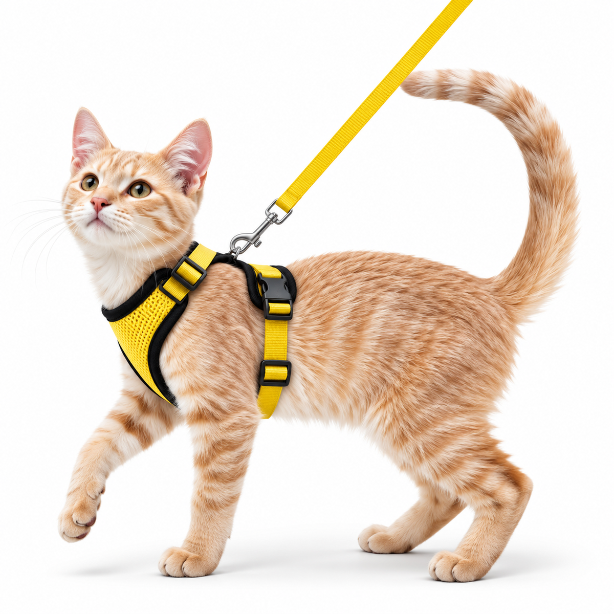 Miaou’Balade – Harnais confort pour chat avec laisse